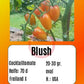 Blush DER TOMATENFLÜSTERER