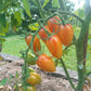 Blush DER TOMATENFLÜSTERER