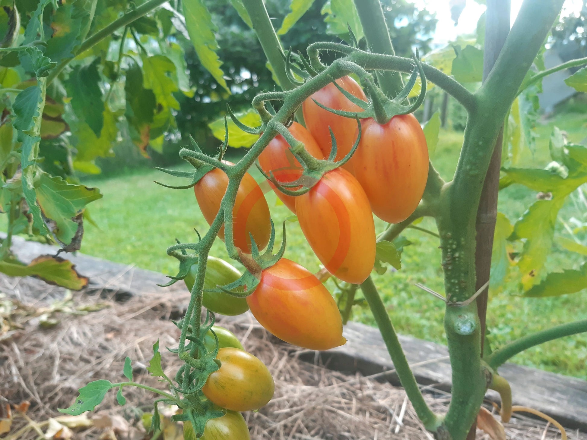 Blush DER TOMATENFLÜSTERER