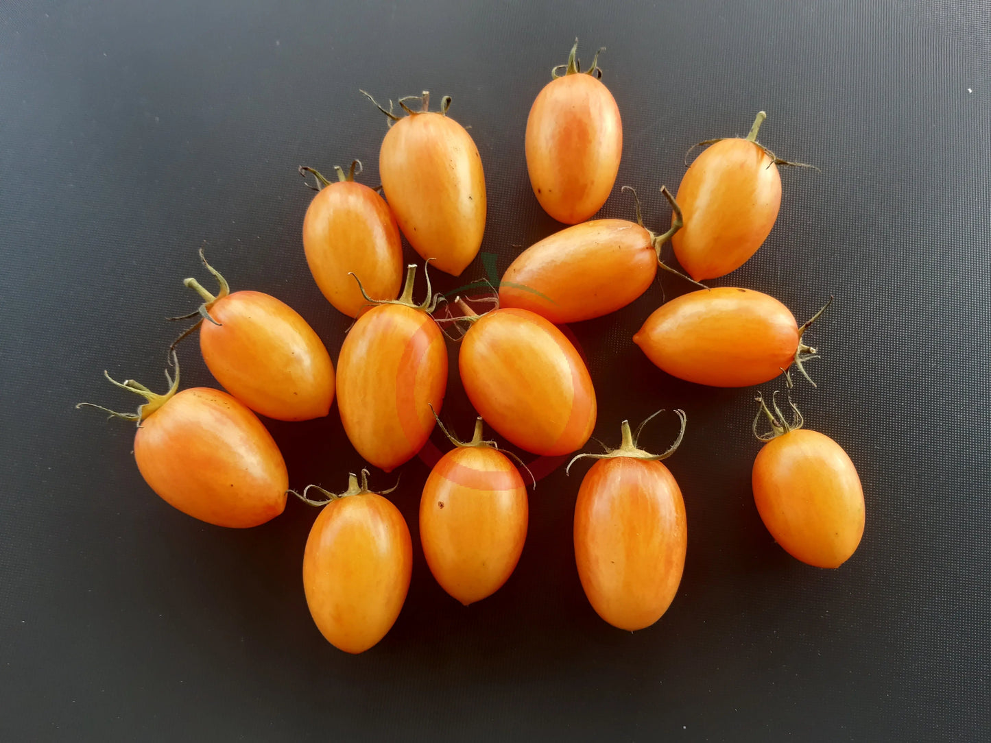 Blush DER TOMATENFLÜSTERER