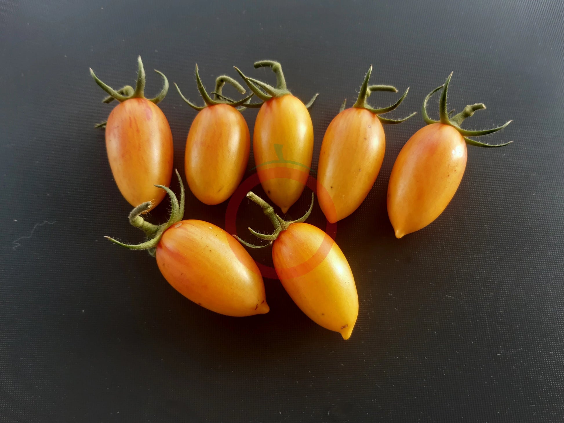 Blush DER TOMATENFLÜSTERER
