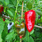 Bogatyr DER TOMATENFLÜSTERER