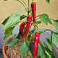 Boldog Hungarian Spice DER TOMATENFLÜSTERER