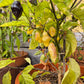 Bolivian Bumpy DER TOMATENFLÜSTERER