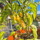 Bolivian Bumpy DER TOMATENFLÜSTERER