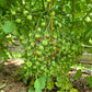 Bolivian Wild DER TOMATENFLÜSTERER