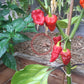 Borg 9 Red DER TOMATENFLÜSTERER