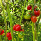 Borgo Cellano DER TOMATENFLÜSTERER