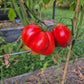 Box Car Willie DER TOMATENFLÜSTERER