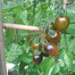 Brads Atomic Grape DER TOMATENFLÜSTERER