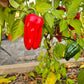 Bryan´s Blood DER TOMATENFLÜSTERER