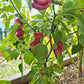 Bryan´s Blood DER TOMATENFLÜSTERER
