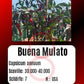 Buena Mulata DER TOMATENFLÜSTERER