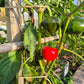 Buffalo Red (Kopie) DER TOMATENFLÜSTERER