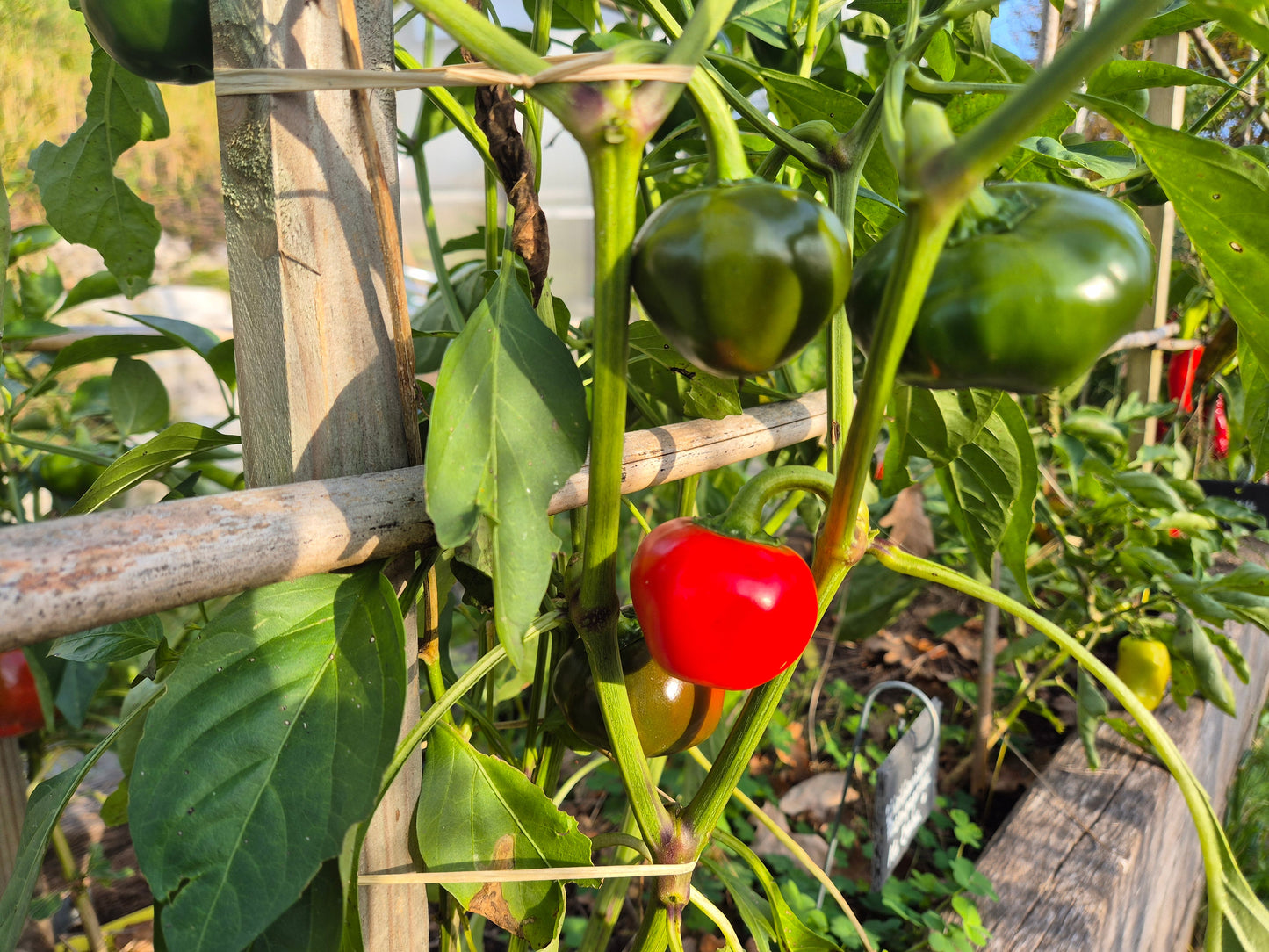 Buffalo Red (Kopie) DER TOMATENFLÜSTERER