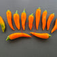 Bulgarian Carrot DER TOMATENFLÜSTERER