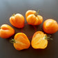 Bull´s Heart Orange DER TOMATENFLÜSTERER