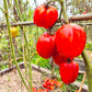 Burgess Stuffing DER TOMATENFLÜSTERER