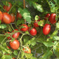 Butterfly Cherry DER TOMATENFLÜSTERER