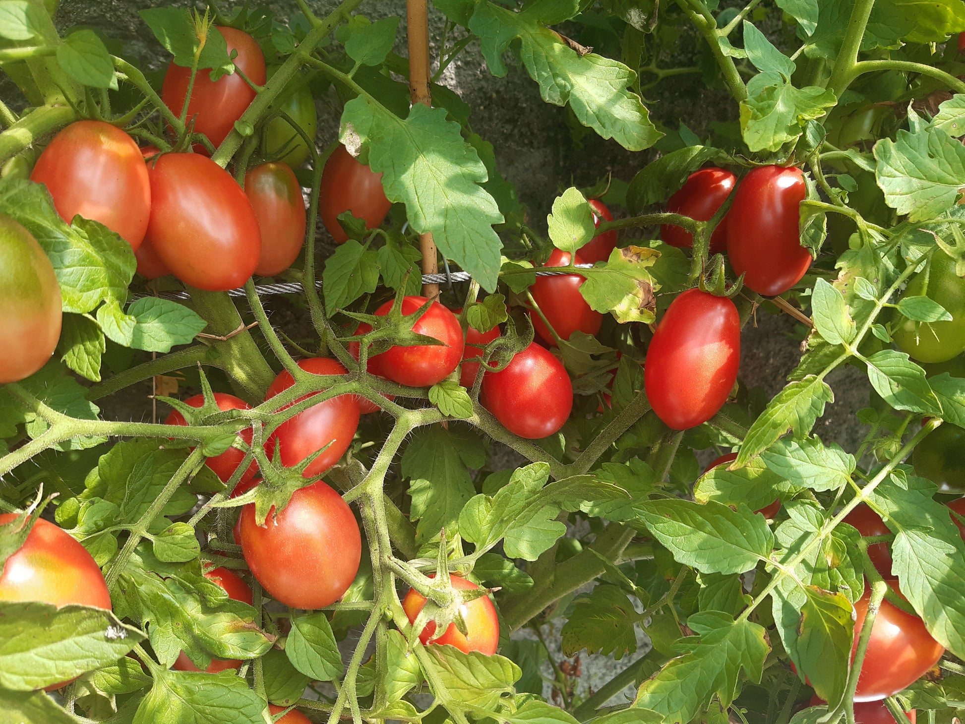 Butterfly Cherry DER TOMATENFLÜSTERER