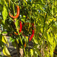 Byadgi Chili DER TOMATENFLÜSTERER