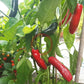 CaJohns Serrano DER TOMATENFLÜSTERER