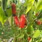 CaJohns Serrano DER TOMATENFLÜSTERER