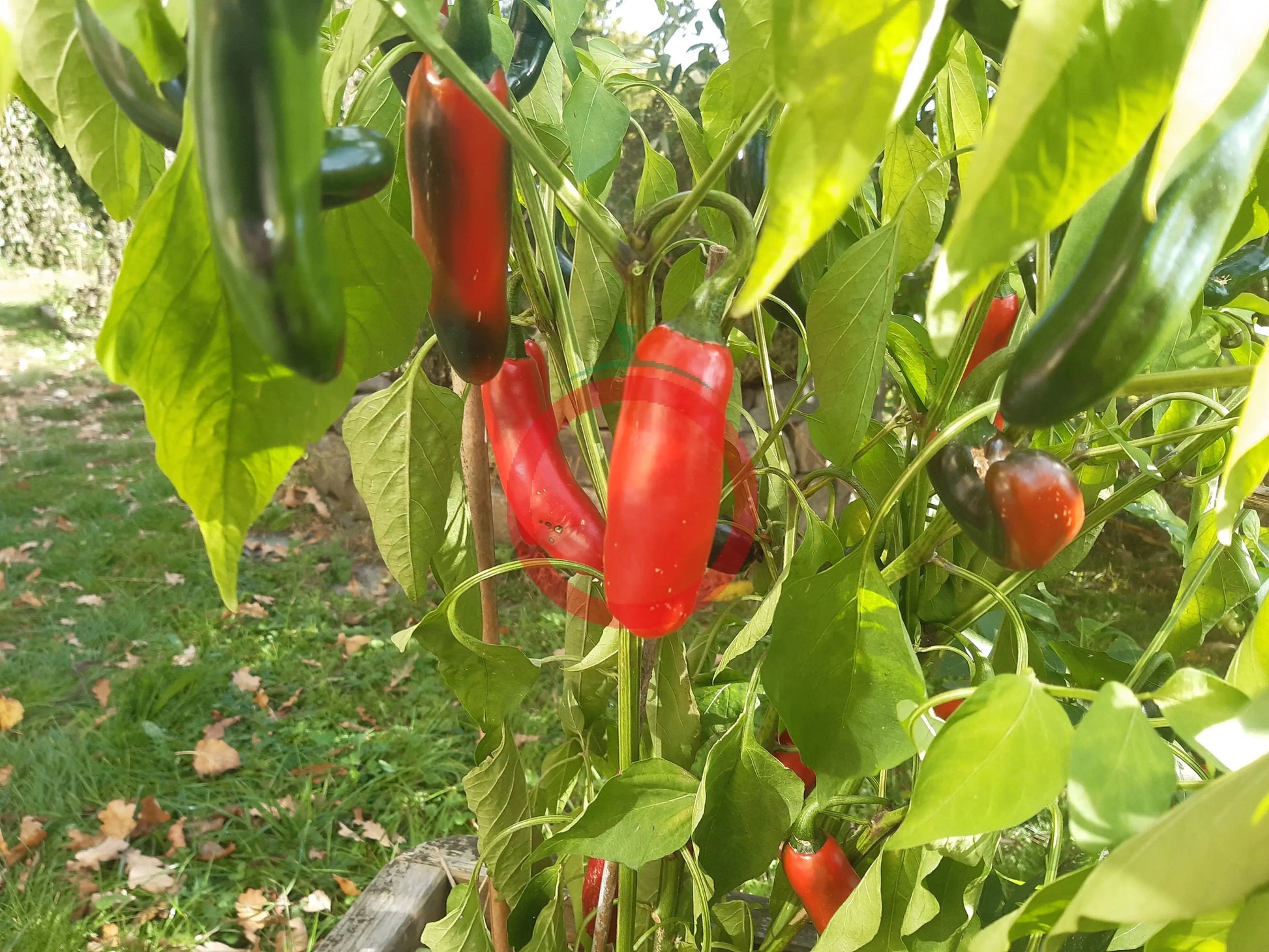 CaJohns Serrano DER TOMATENFLÜSTERER