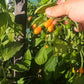 Cabaca Peach DER TOMATENFLÜSTERER