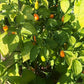 Cabaca Peach DER TOMATENFLÜSTERER
