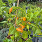 Cabacina Laranja DER TOMATENFLÜSTERER