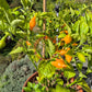 Cabacina Laranja DER TOMATENFLÜSTERER