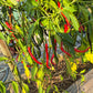 Cabe Merah Keriting DER TOMATENFLÜSTERER