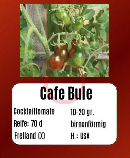 Cafe Bule DER TOMATENFLÜSTERER