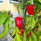 Cajun Belle DER TOMATENFLÜSTERER