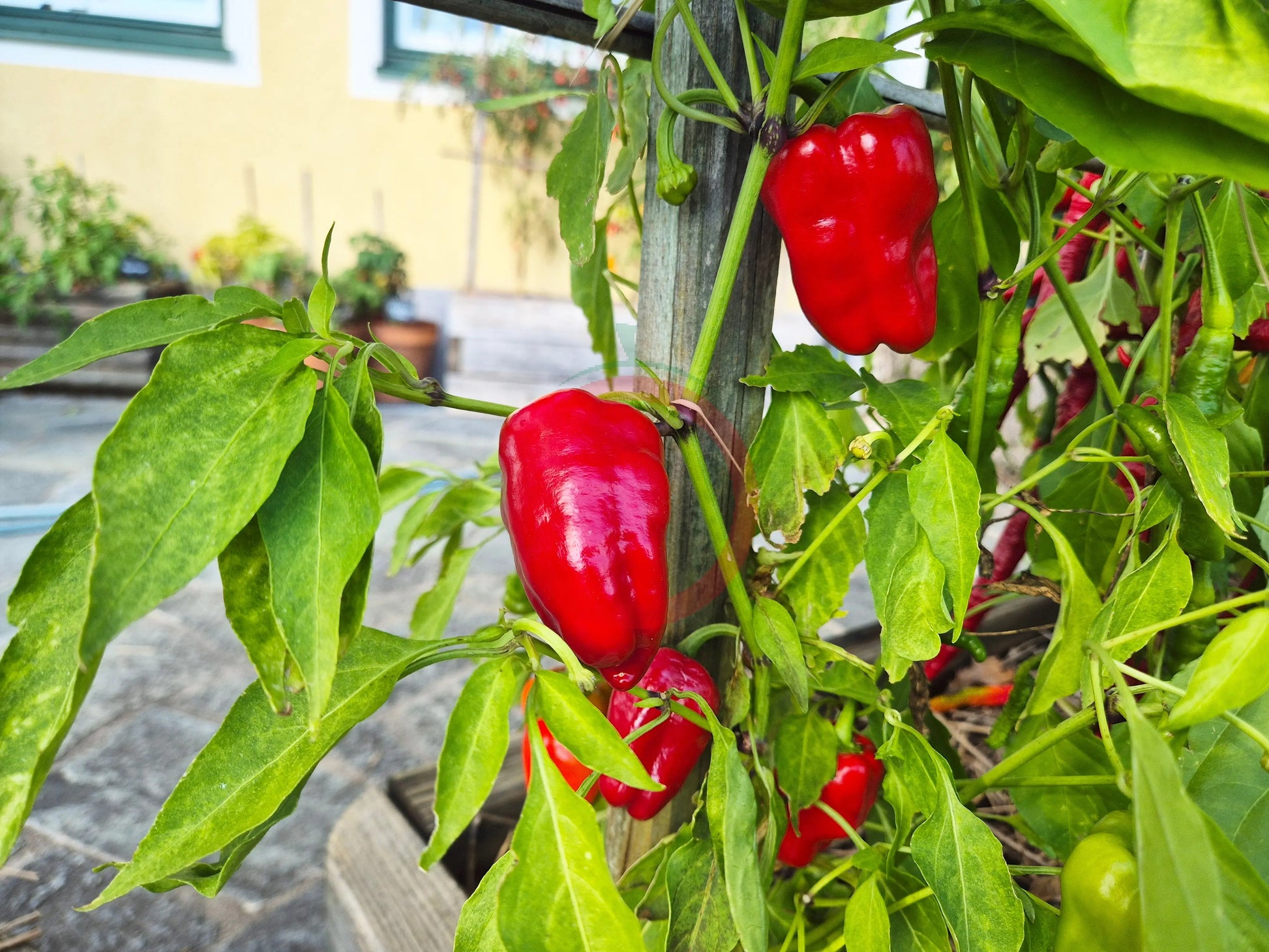 Cajun Belle DER TOMATENFLÜSTERER