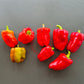 Cajun Belle DER TOMATENFLÜSTERER