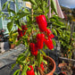 Cajun Belle DER TOMATENFLÜSTERER