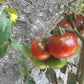 Camone DER TOMATENFLÜSTERER