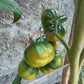 Camone DER TOMATENFLÜSTERER