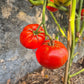 Campbell 1321 DER TOMATENFLÜSTERER