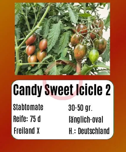 Candy Sweet Icicle 2 DER TOMATENFLÜSTERER
