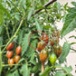 Candy Sweet Icicle 2 DER TOMATENFLÜSTERER
