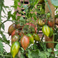 Candy Sweet Icicle 2 DER TOMATENFLÜSTERER