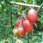Candy Sweet Icicle DER TOMATENFLÜSTERER