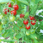 Canneberge Sucreé DER TOMATENFLÜSTERER