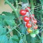 Carls Emslandtraube DER TOMATENFLÜSTERER