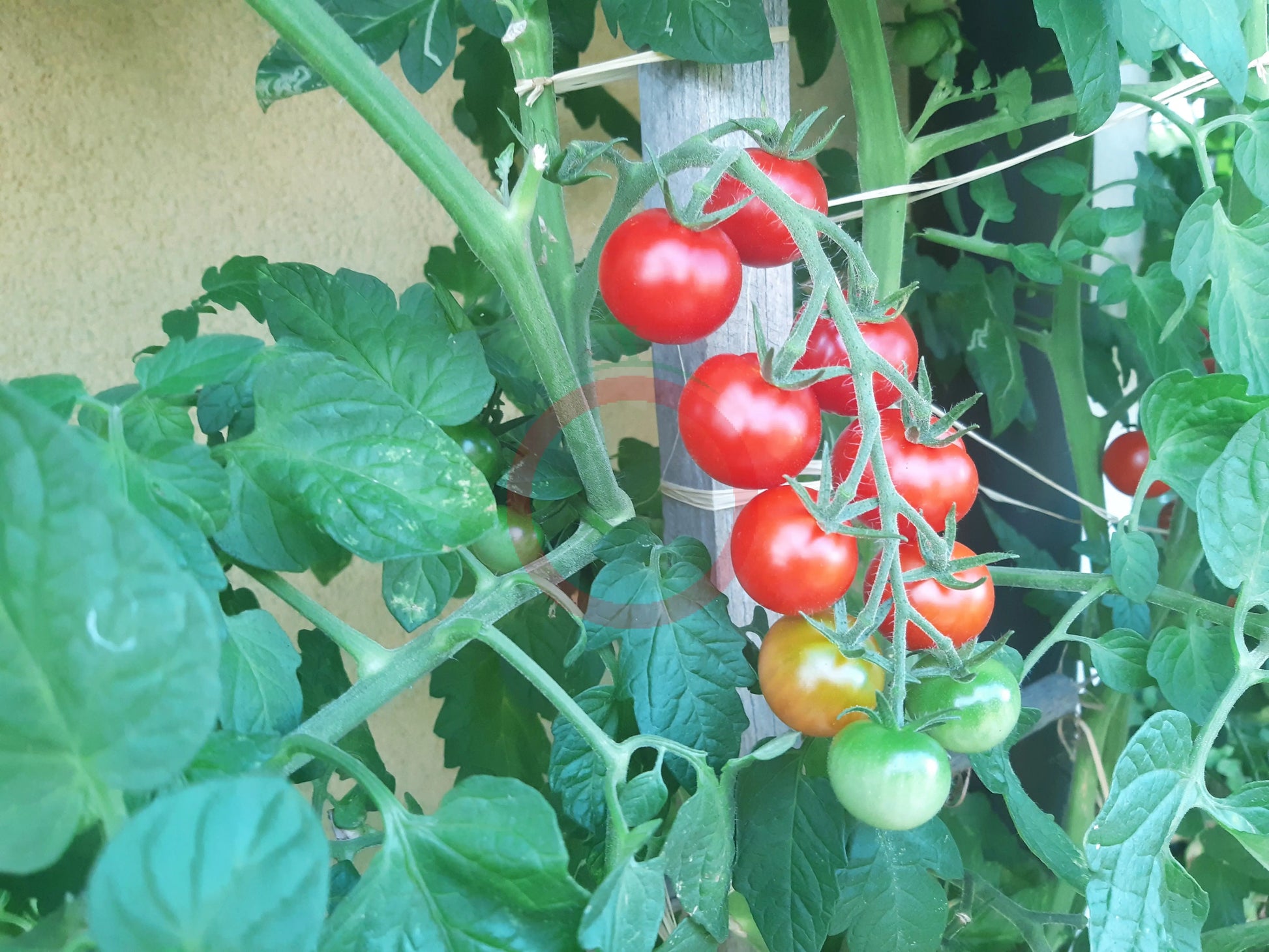 Carls Emslandtraube DER TOMATENFLÜSTERER