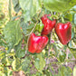 Carmagnola Rosso DER TOMATENFLÜSTERER