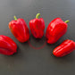 Carmagnola Rosso DER TOMATENFLÜSTERER
